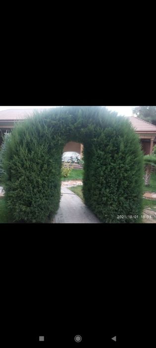 Archa ekish dorilash kesish