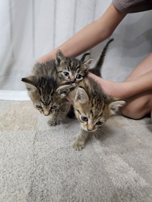 Отдам котят в хорошие руки
