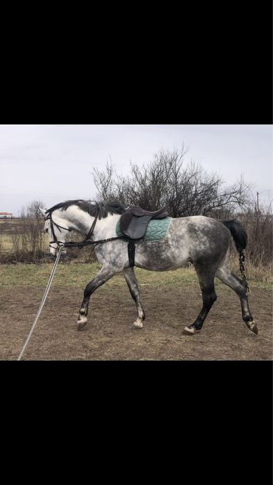 Cal de sarituri, cal de scoala, shagya arab, cal echitatie