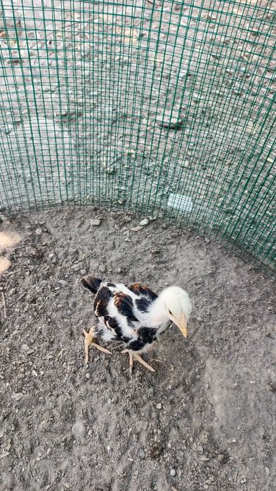 Куланги жужалар сотилади