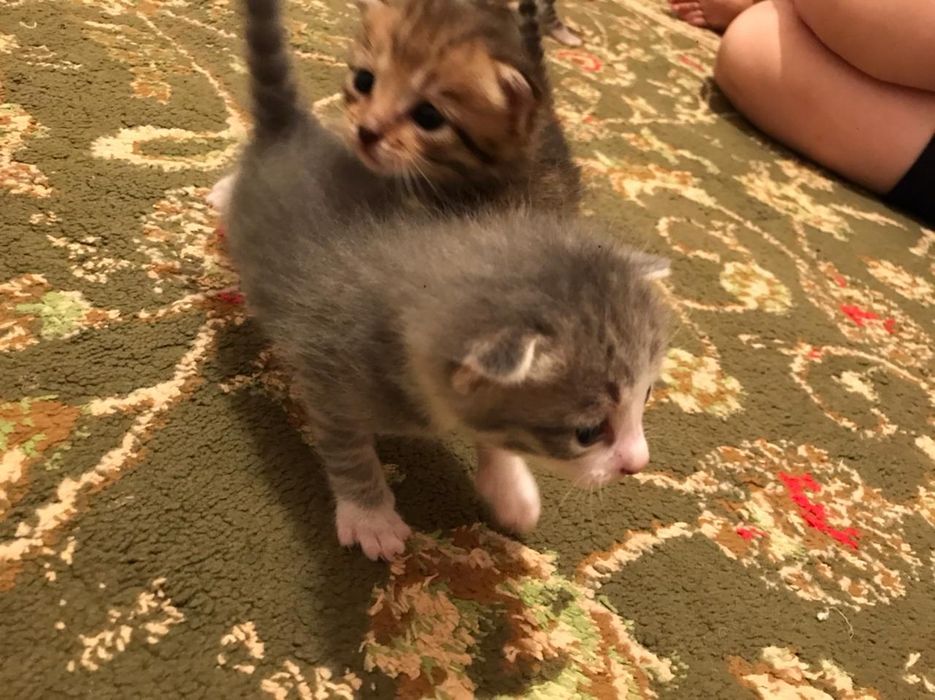 Шатлан мысығының марғаулары  бар