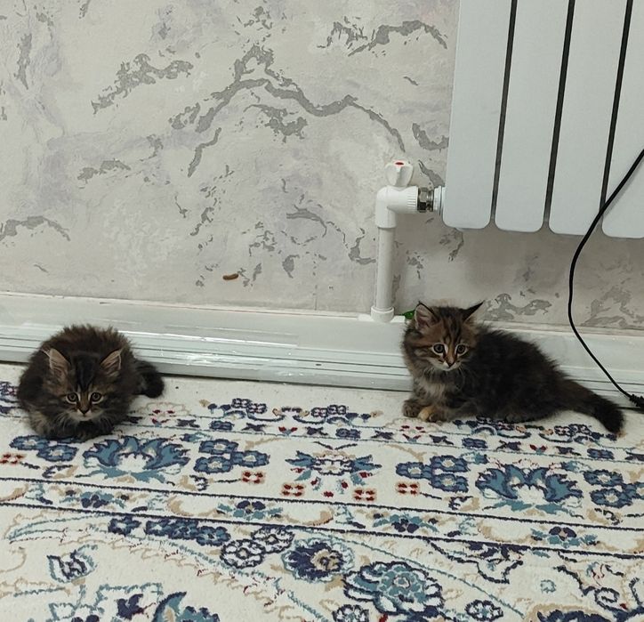 Отдам котят в добрые руки