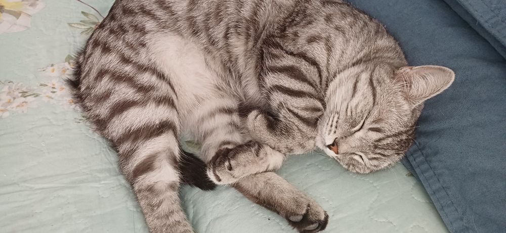 Отдам милого кота.