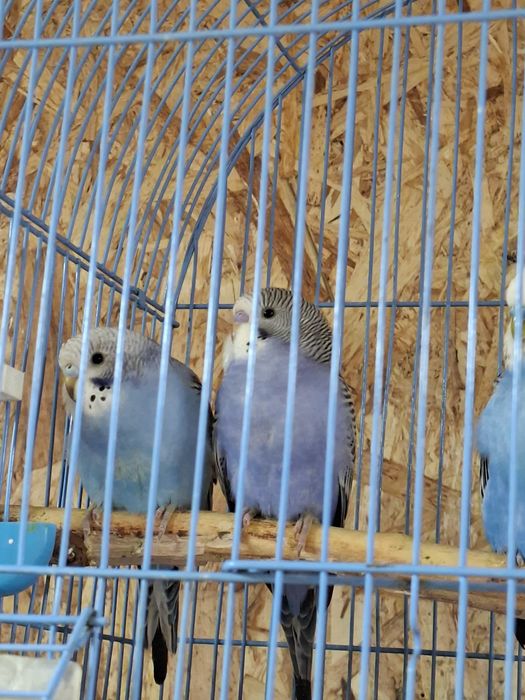 Продам молодых волнистых попугаев
