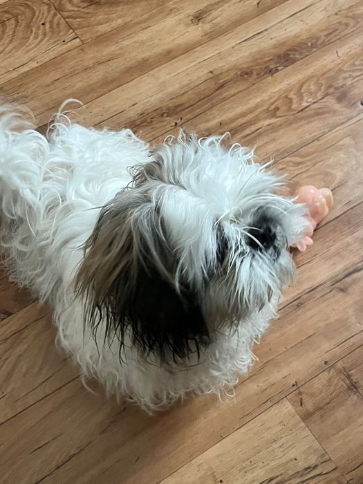 Срочно продам щенка пекинеса.