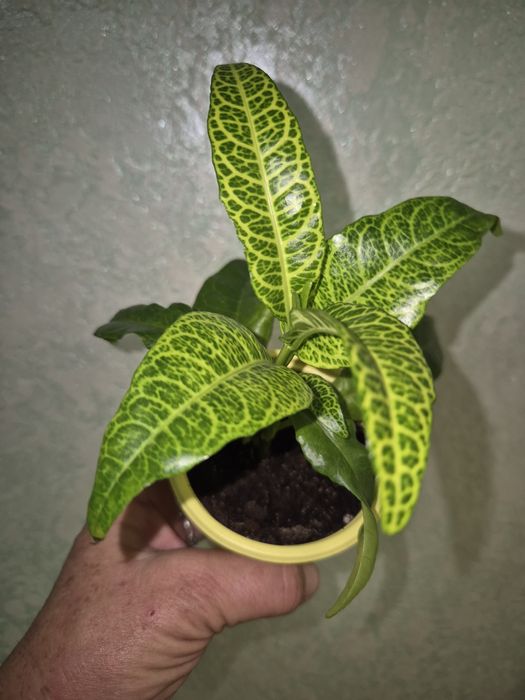 Домашние растения