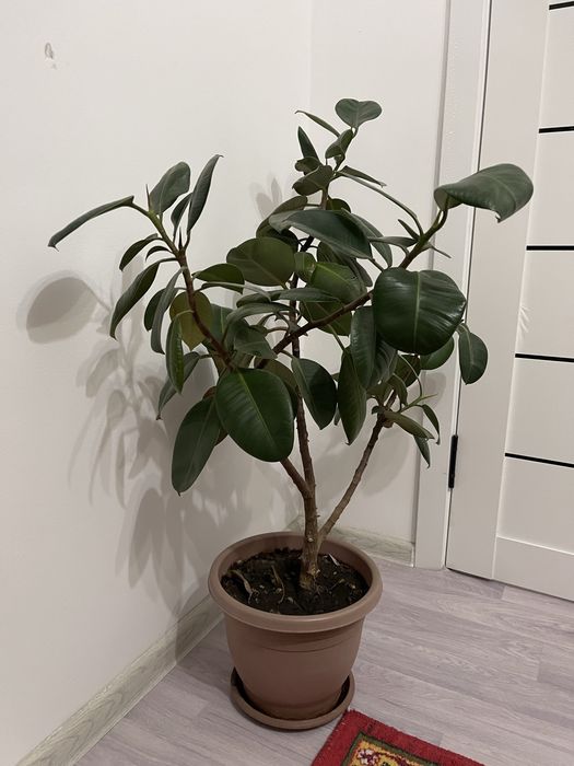 Комнатные растения