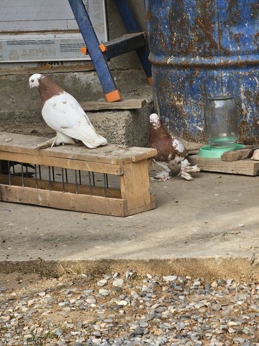 Гульсар,капканы по 5000 шт