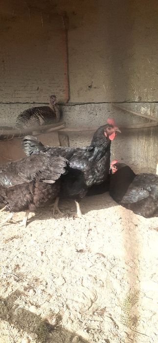 Гегант кора шахзода товук тухумлари сотилади 15000