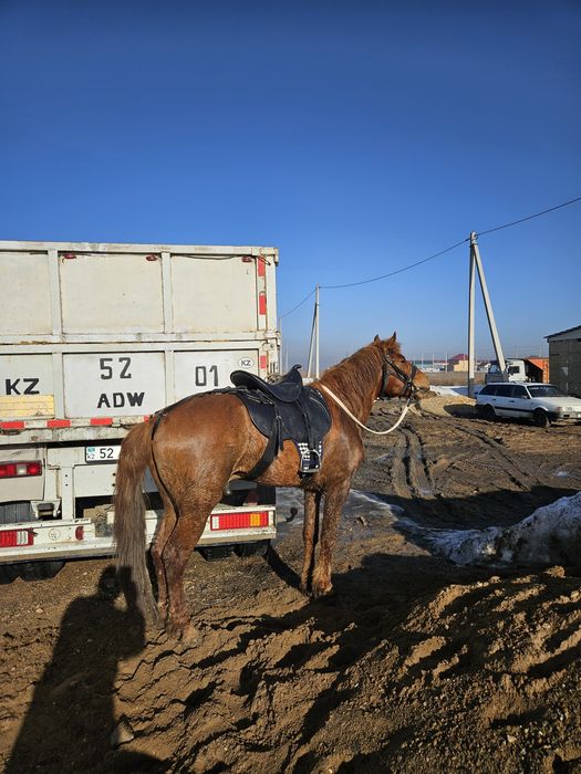 Айғыр  сатылады. Жорға