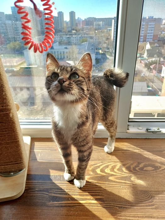 Маленькая рысь с золотым сердцем ищет дом!