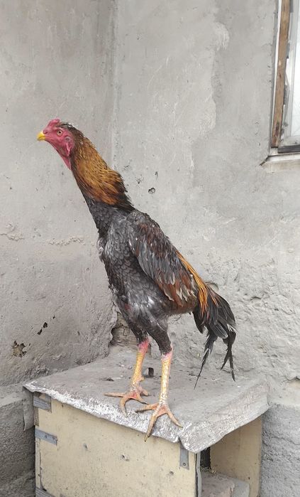 Дакан, Пепил қораз сатылады