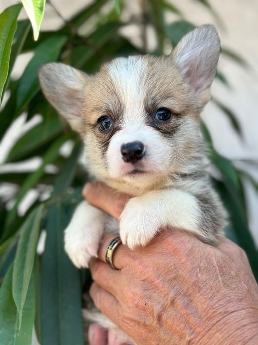 Вельш корги пемброк рыжего окраса