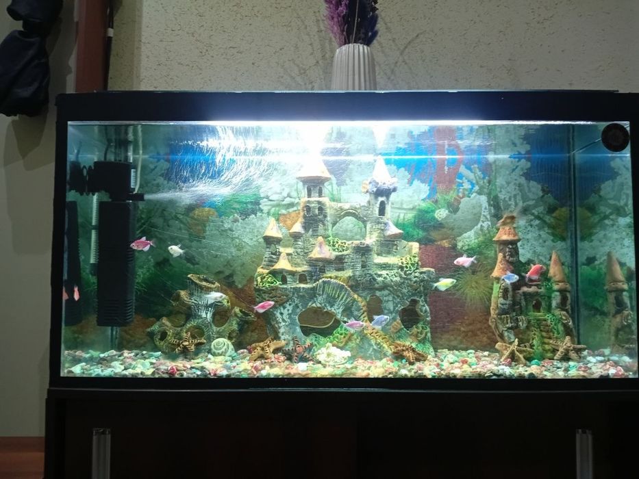 Akvarium sotladi