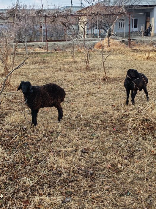 Дурагай кучкорлар сотилади.Соглом