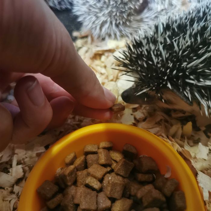 Малки таралежчета