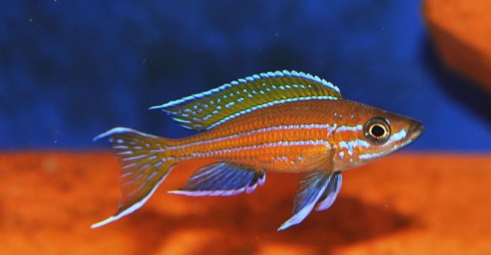 Аквариумни риби африкански цихлиди от езерото Танганика