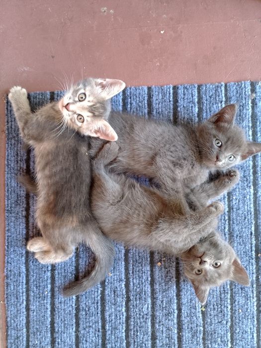 Отдам чудесных котят
