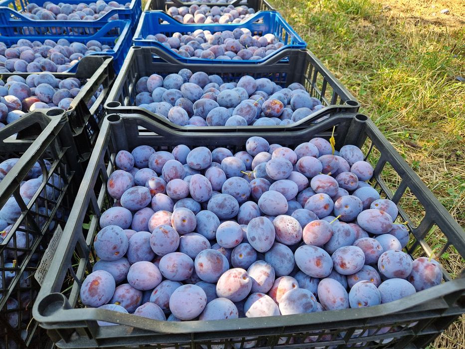 Prune pentru consum, Lepotica, Bistrițene, Centenar, Stanley