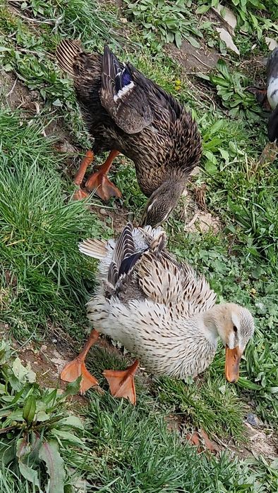 Familie rate indiene alergatoare 2+1