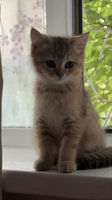 продаются котята шиншилы