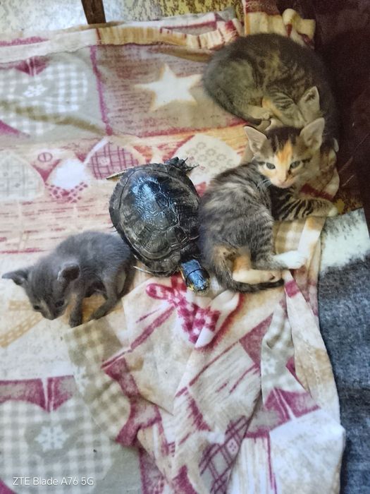 Подаряват се котета
