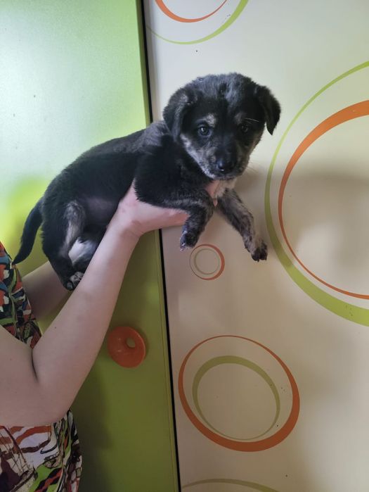 Отдам в добрые руки щенка