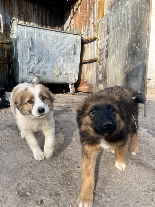 Милые и добрые щеночки