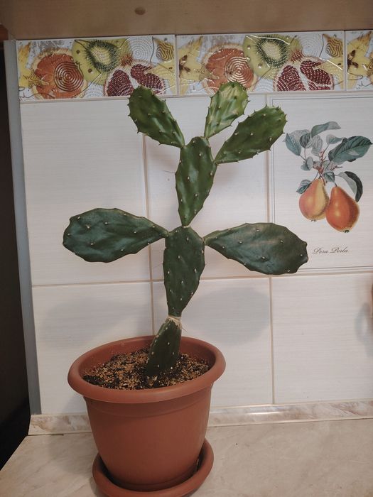 Кактус " заячьи ушки"