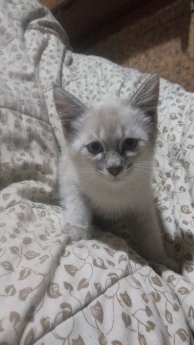 Котята сиамские два мальчика