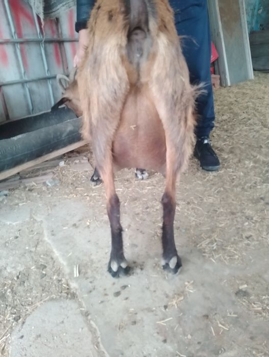 Vind capra alpina franceza a 3 fătare cu 2 ieduțe mari capra e de 4 litri la zi alte informații la