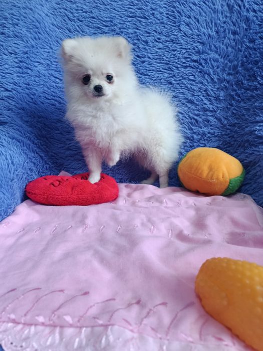 Немецкий цверг шпиц