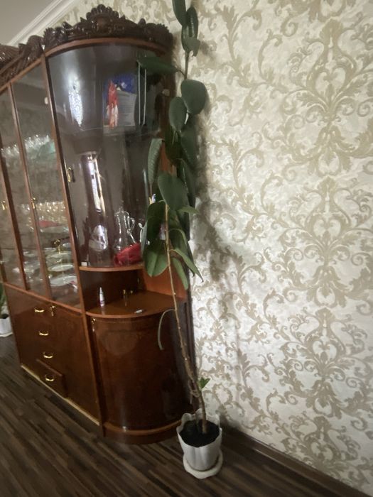 фикус каучуконосный (Ficus elastica).