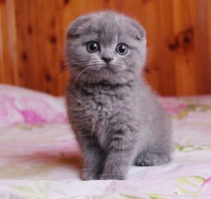 Котенок вислоухий шотландский