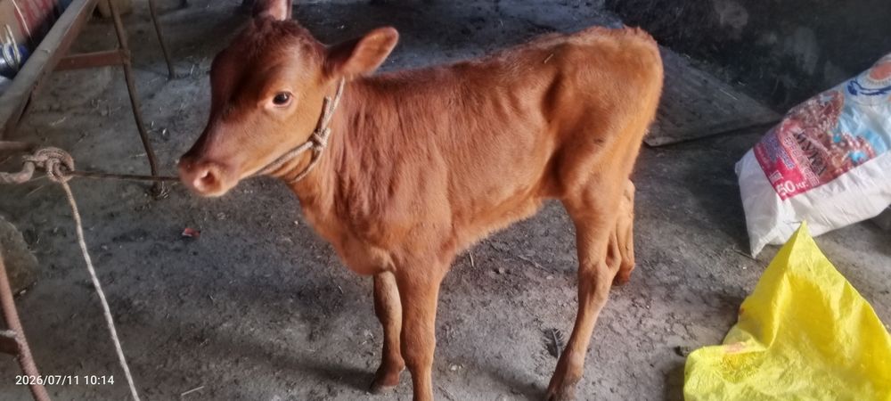 Ona bola sigir sotiladi