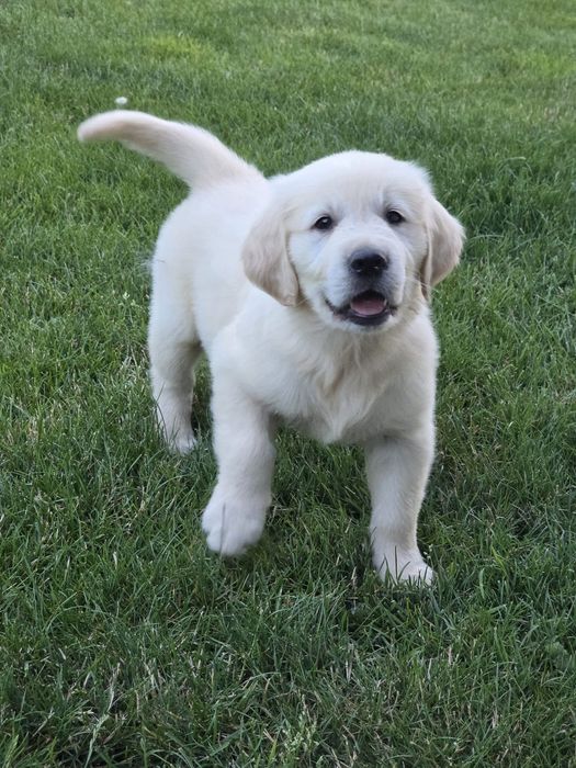 Pui golden retriever cu certificat  pedigree