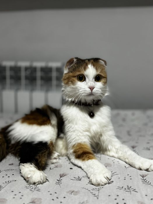 шотландская вислоухая кошка