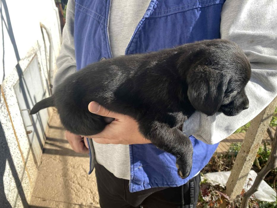 Кученца Кокерчета