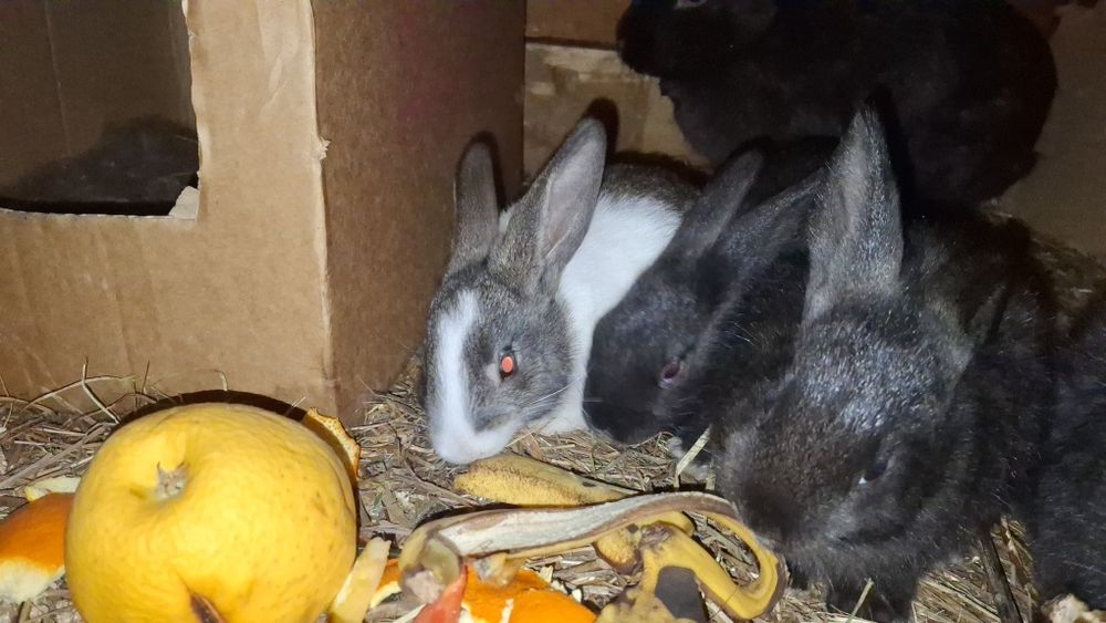 Продаются крольчата