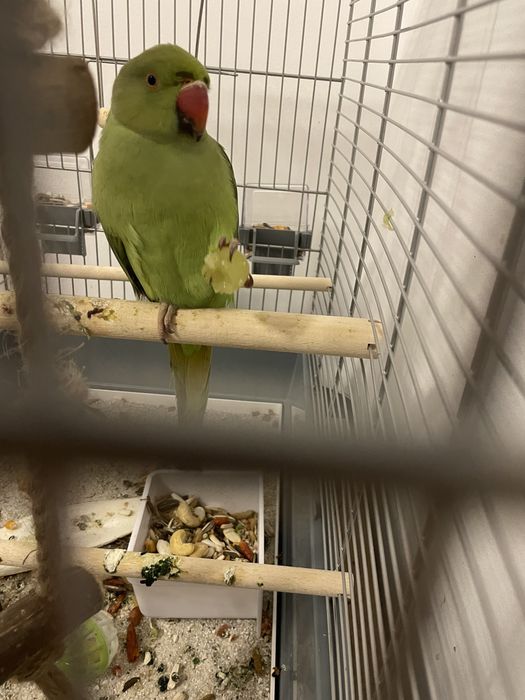 Papagal Micul Alexandru