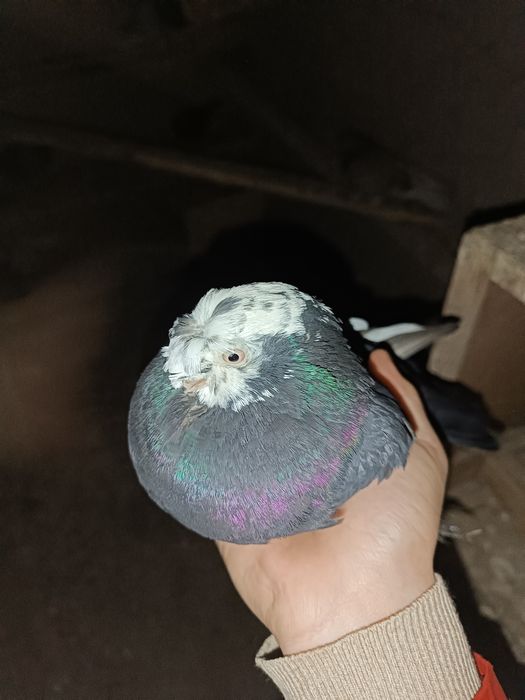 Продаю соч молодой носачубый