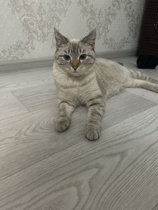 Одам бесплатно кошку