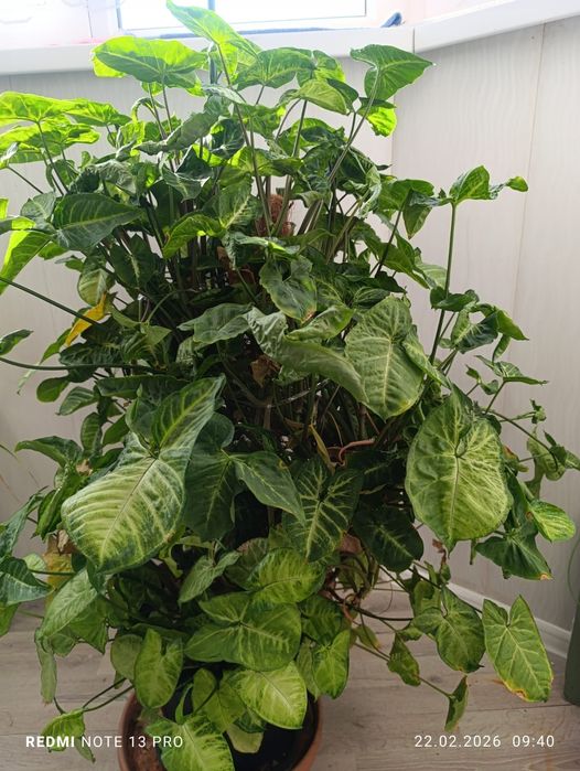 Комнатные  цветы