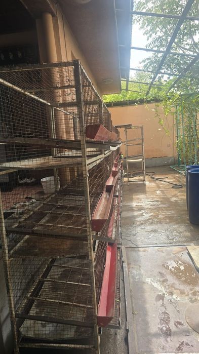 Клетка для перепелов бодене