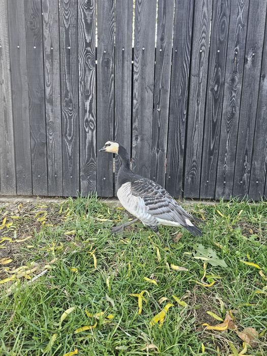 Femelă gasca călugăr