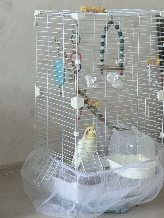 Продам кореллу птичку