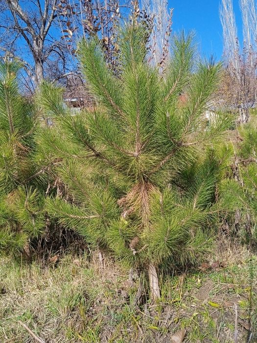 Manzarali daraxtlar archalar