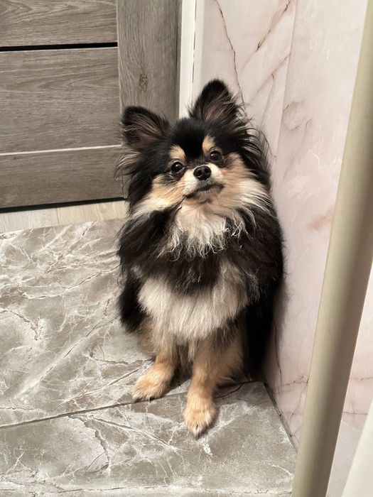 Продам шпица немецкого