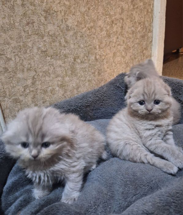 Продаются вислоухие котята