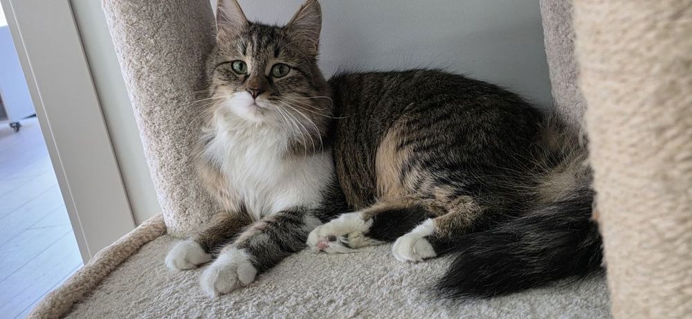 Котенок девочка стерилизованная